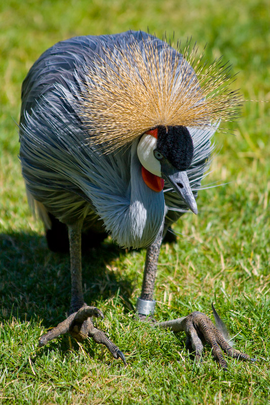 1/1000 sec at f / 5.6 300 mm ISO 250