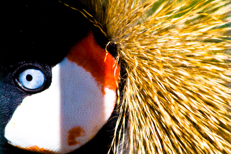 1/1000 sec at f / 5.6 300 mm ISO 250