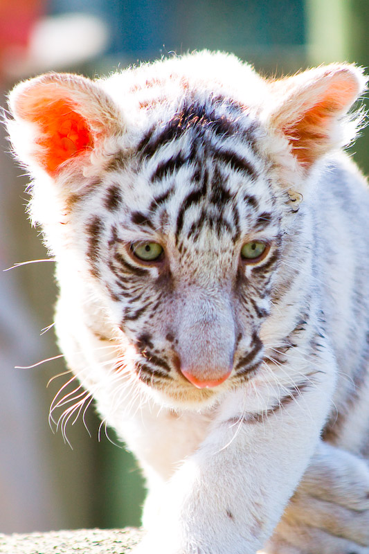 1/320 sec at f / 5.6 300 mm ISO 250