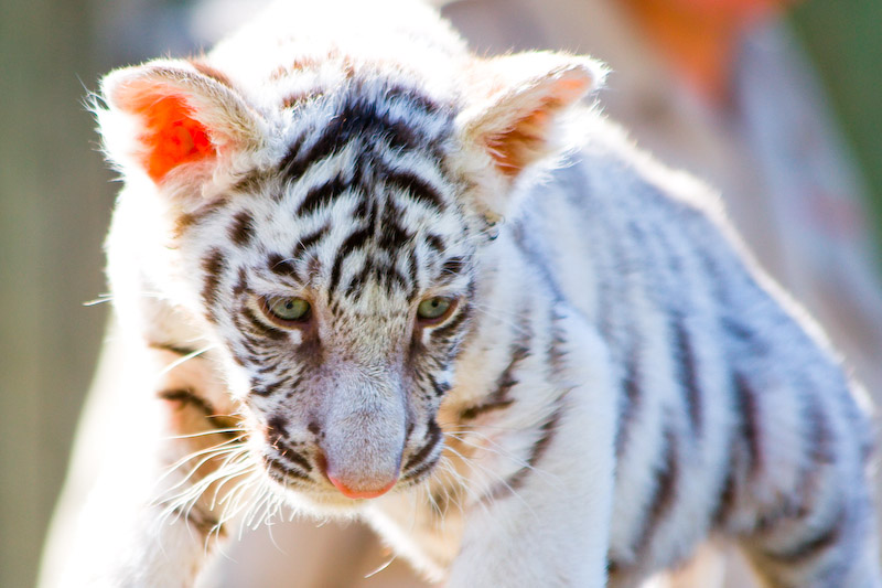 1/320 sec at f / 5.6 300 mm ISO 250