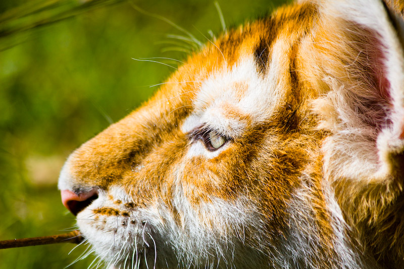 1/2000 sec at f / 5.0 200 mm ISO 250