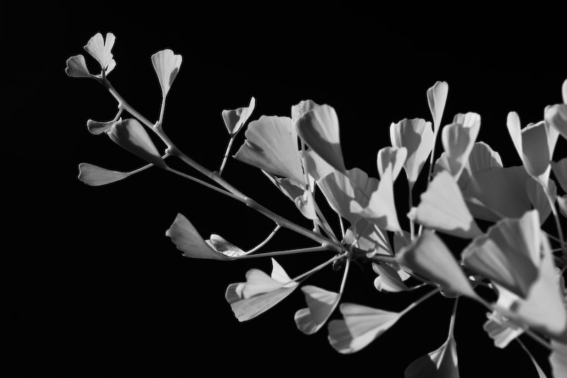 1/350 sec at f / 8.0 68 mm ISO 200