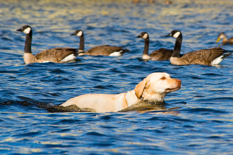 1/1250 sec at f / 8.0 300 mm ISO 400