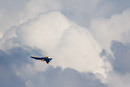 1/2500 sec at f / 5.6 300 mm ISO 400