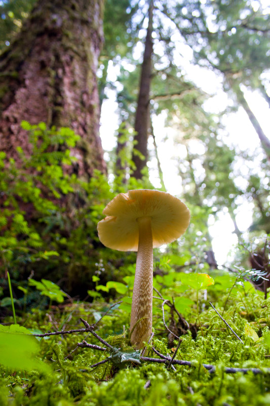 1/30 sec at f / 4.5 18 mm ISO 400