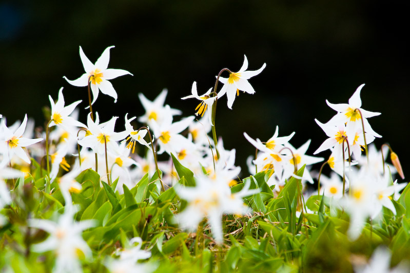 1/500 sec at f / 8.0 300 mm ISO 400