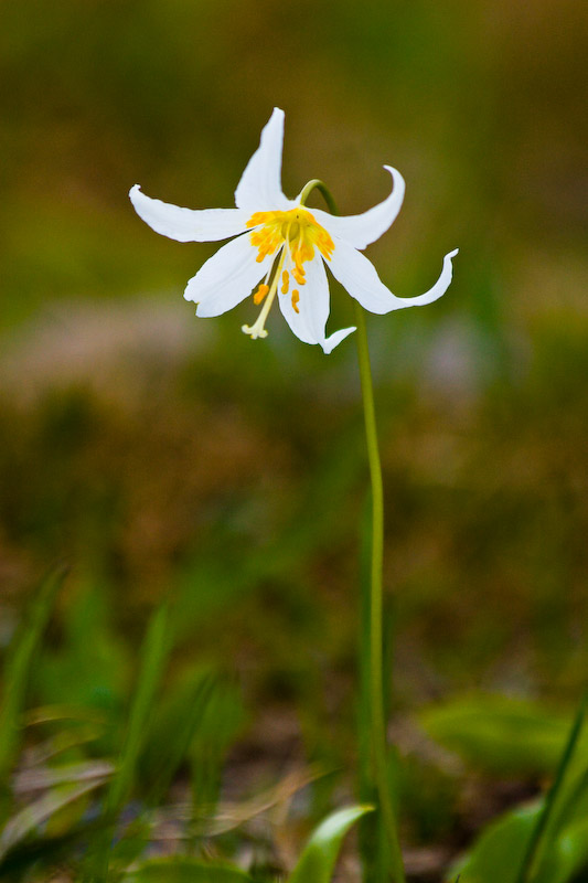 1/2000 sec at f / 5.6 300 mm ISO 400