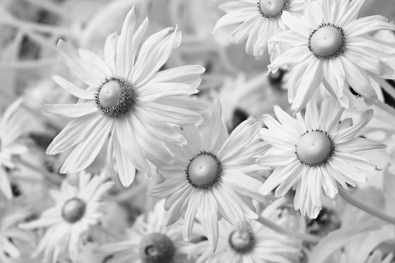 1/125 sec at f / 4.5 50 mm ISO 400