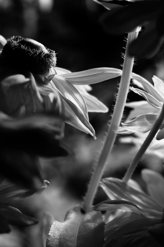 1/350 sec at f / 2.8 50 mm ISO 800