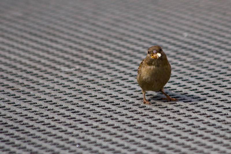 1/1000 sec at f / 5.6 300 mm ISO 200