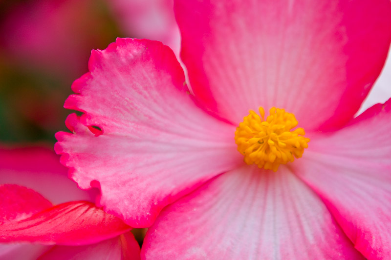 1/800 sec at f / 2.8 70 mm ISO 100