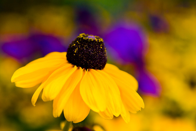 1/250 sec at f / 2.8 70 mm ISO 100