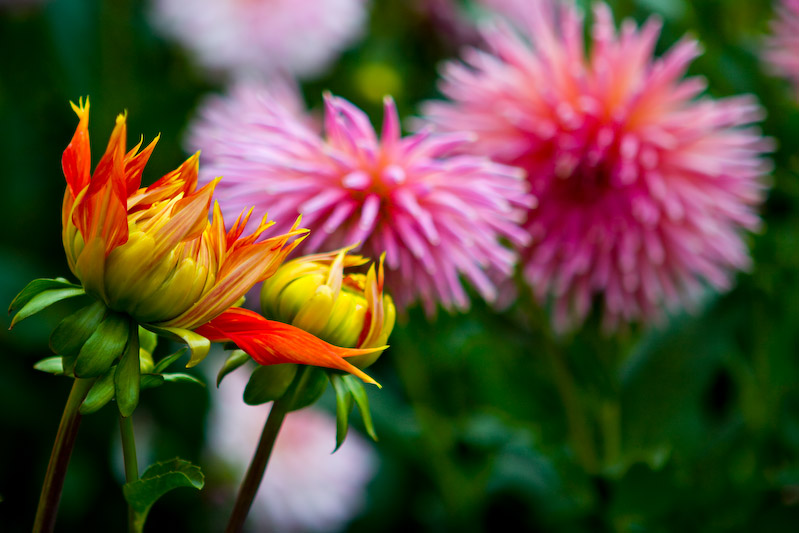 1/200 sec at f / 2.8 70 mm ISO 100