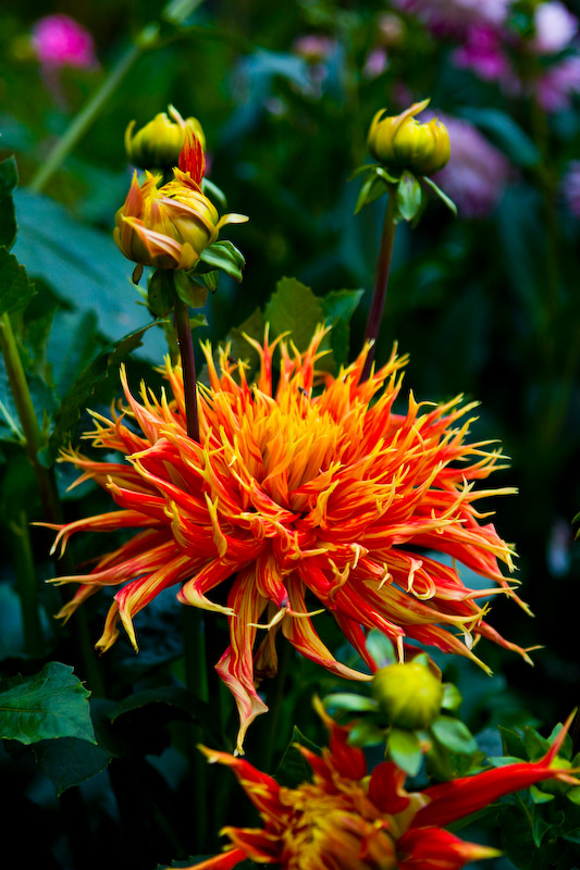 1/250 sec at f / 2.8 54 mm ISO 100