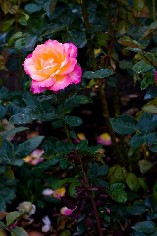 1/500 sec at f / 2.8 70 mm ISO 100