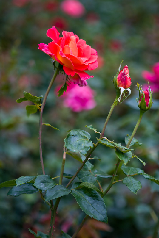 1/250 sec at f / 2.8 70 mm ISO 100