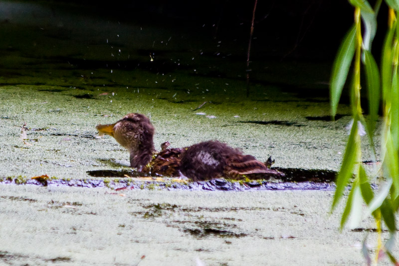 1/250 sec at f / 5.6 300 mm ISO 400