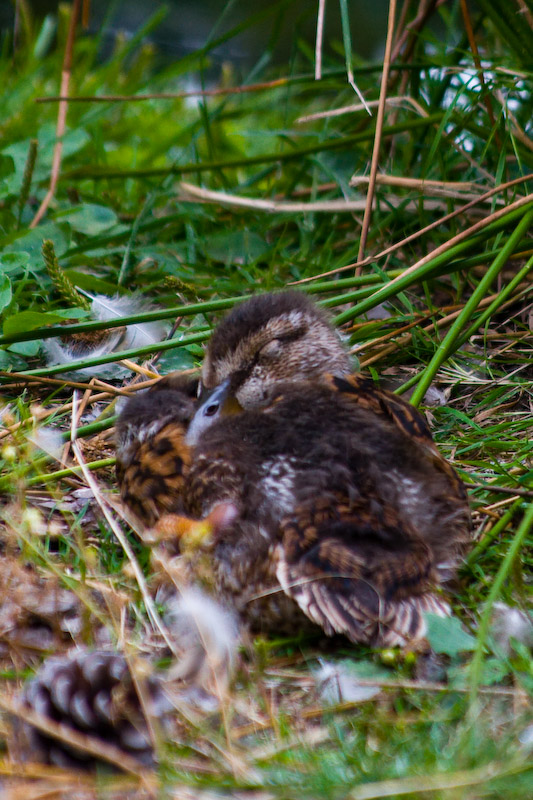 1/250 sec at f / 5.6 300 mm ISO 400