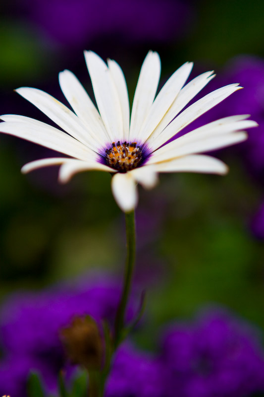 1/800 sec at f / 2.8 68 mm ISO 100