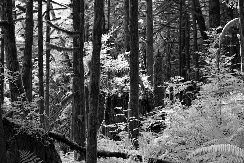 1/250 sec at f / 4.5 50 mm ISO 400