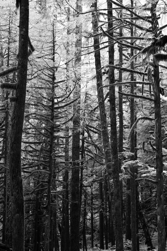 1/250 sec at f / 4.5 50 mm ISO 400