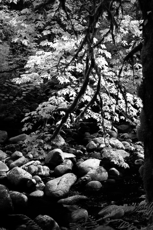 1/250 sec at f / 4.5 50 mm ISO 400