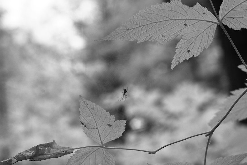 1/125 sec at f / 6.7 50 mm ISO 400